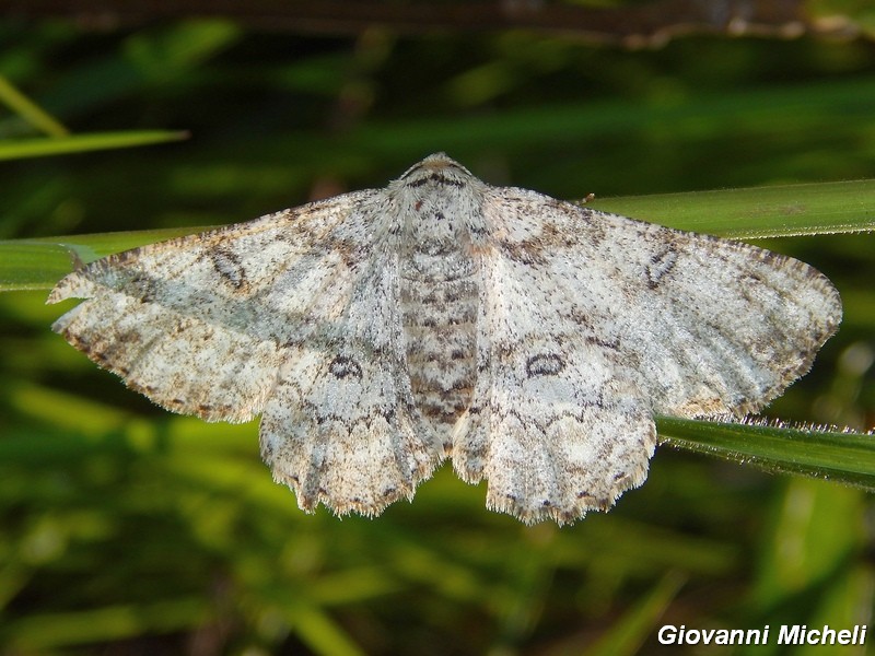 E questa bella Noctuidae chi  ? - Geometridae A. selenaria